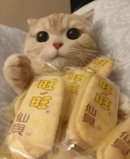 😻 旺旺 gato, fofo, animal, lanches, biscoitos de arroz, WangWang telegram sticker