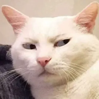 😒 cat, white cat, pet, animal, meme, funny, cute telegram sticker