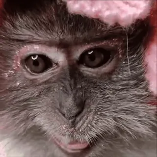 😀 monkey, animal, primate, cute, mammal, pink hat telegram sticker