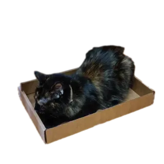 🐱 kot, pudełko, zwierzę, zwierzak, koci telegram sticker