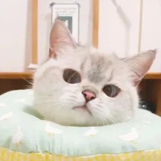 🐈 猫, 子猫, ペット, 動物, 可愛い, 枕, 飼い猫 whatsapp sticker