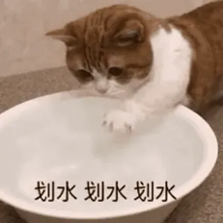 🐱 划水 划水 划水 chat, eau, jeu, mignon, chaton, drôle whatsapp sticker