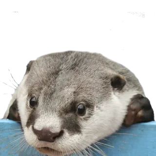 👀 выдра, животное, милый, млекопитающее, дикая природа telegram sticker