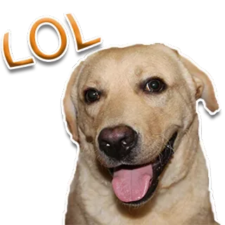 😂 LOL dog, labrador, lol, humor, funny, sticker telegram sticker