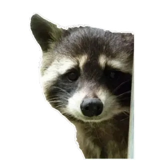 🙂 Waschbär, Tier, süß, Wildtier, Natur, Säugetier telegram sticker