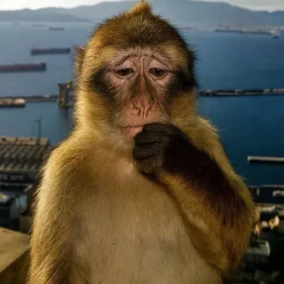 😓 monkey, barbary macaque, gibraltar, primate, sad, thoughtful, animal, wildlife telegram sticker