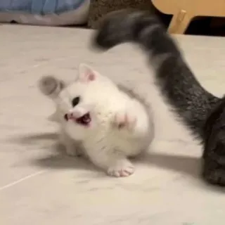 🙀 Katze, Kätzchen, Kampf, spielerisch, Tiere telegram sticker