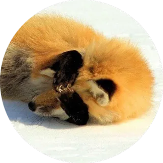 🤭 лиса, животное, спящий, снег, милый, зима, дикая природа whatsapp sticker