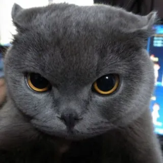 😾 猫, ペット, スコティッシュフォールド, 動物, 飼い猫, ネコ科 telegram sticker