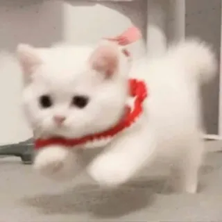 🐾 gato, gatito, gato blanco, animal, lindo, mascota, animal doméstico telegram sticker