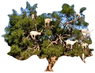 🌳 goats, tree, animals, nature, climbing telegram sticker