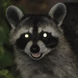 👀 Waschbär, Tier, Säugetier, Wildtier, Natur telegram sticker