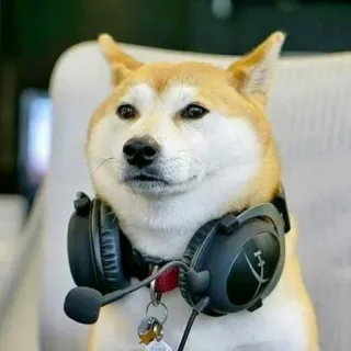 😐 chien, shiba inu, animal, casque, gamer, mignon, animal de compagnie telegram sticker