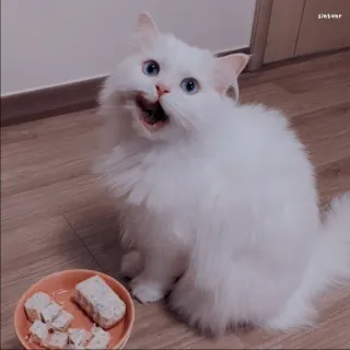 🐱 고양이, 흰 고양이, 애완 동물, 동물, 가축, 솜털 고양이, 파란 눈, 음식 telegram sticker
