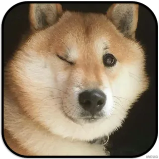 😉 doge dog, animal, cute, pet, shiba inu telegram sticker