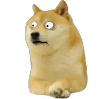 😏 Doge chó, meme, động vật, internet, vui, dễ thương, doge telegram sticker