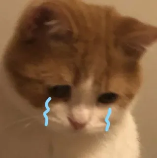 🫶 cat, sad, crying, animal, pet, kitten telegram sticker