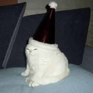 🎅 cat, christmas, holiday, pet, animal, santa hat telegram sticker
