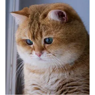 😾 gato, animal, lindo, mascota telegram sticker