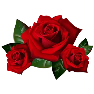 🌹 роза, красная роза, цветок, растение, букет, романтика telegram sticker