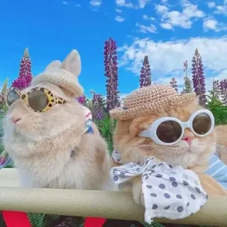 ❤️ gatto, coniglio, occhiali da sole, estate, animali, animali domestici, carino telegram sticker