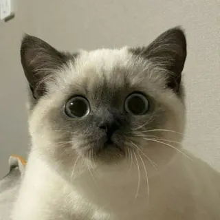 🐈 고양이, 새끼 고양이, 샴, 동물, 애완 동물, 귀여운, 포유류 telegram sticker