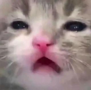 😭 кот, милый, котенок, грустный, мем telegram sticker