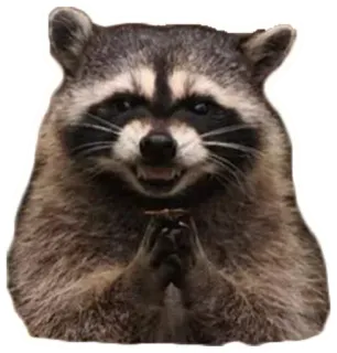 😈 Waschbär, Tier, Säugetier, Wildtier, niedlich, böse, plant, listig telegram sticker