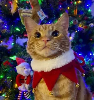 🤩 cat, christmas, elf, cute, pet, holiday telegram sticker