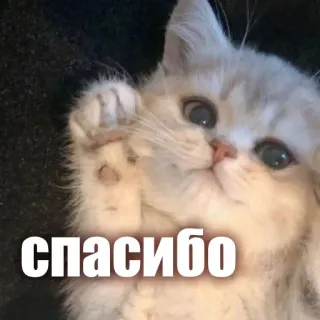 🙌 спасибо cat, kitten, thank you, cute, animal telegram sticker