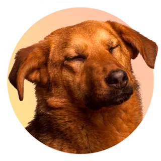 Подбери стикер здесь > @adoptapackbot telegram stickers
