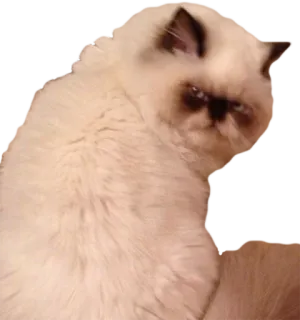 😠 cat, ragdoll cat, pet, animal telegram sticker