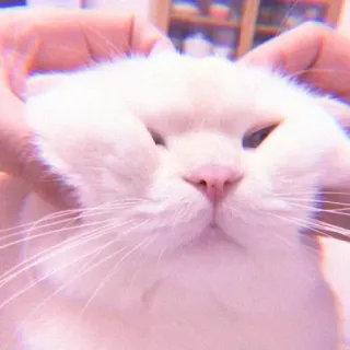 ❤ gato, gato blanco, mascota, animal, lindo, animal doméstico, esponjoso, felino whatsapp sticker