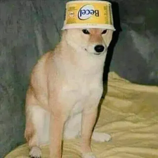☁ Becel anjing, binatang, lucu, topi, Becel, imut telegram sticker