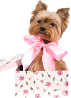 🎁 Hund, niedlich, Welpe, Rosen, rosa Schleife telegram sticker