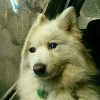 😭 cane, cucciolo, triste, animale, carino, animale domestico telegram sticker