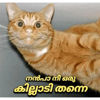 🙈 നൻപാ നീ ഒരു കില്ലാടി തന്നെ kat, oranje, dier, meme, grappig telegram sticker