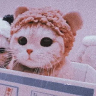 🌸 comfich 猫, かわいい, 動物, ペット, 子猫, くまの帽子, カワイイ telegram sticker