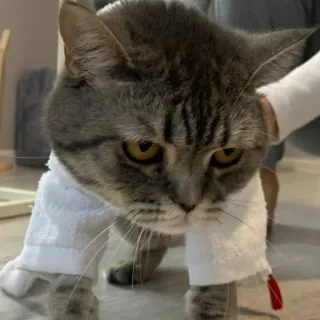 🐱 cat, animal, pet, cute, domestic animal, feline whatsapp sticker