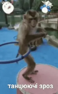 🕺 танцюючі зроз macaco, bambolê, animal telegram sticker