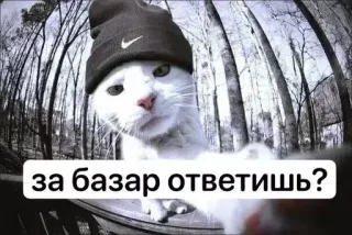 😡 за базар ответишь? 고양이, 비니, 밈, 러시아, 웃긴, 협박, 챌린지 telegram sticker