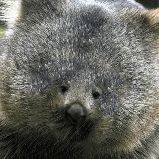 😭 wombat, animal, marsupial, mignon, faune, australie telegram sticker
