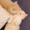 🐱