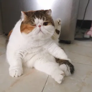 🐱 kot, exotic shorthair, zwierzę domowe, zwierzę, kot domowy, słodki, śmieszny telegram sticker