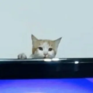 🐈 고양이, 동물, 애완동물, 귀여운, 고양이과, 새끼 고양이 telegram sticker