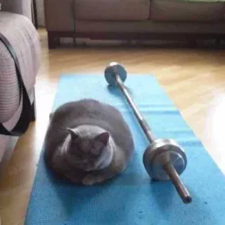 💪 gatto, sollevamento pesi, esercizio, palestra, fitness, manubrio, carino, animale domestico whatsapp sticker