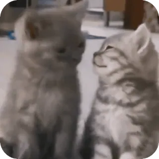 🐈 mèo con, mèo, động vật, dễ thương, thú cưng telegram sticker