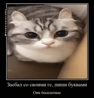 ❗ Заебал со своими гс, пиши буквами Они бесплатные gato, meme, engraçado, animal, texto, russo whatsapp sticker