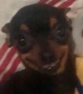 😀 cane, chihuahua, divertente, animale, animale domestico, carino telegram sticker