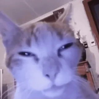 🙄 gatto, animale, meme, divertente, animale domestico, ritratto telegram sticker